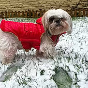 Chipie a rejoint le concours — aidez-le/la à gagner de superbes lots !