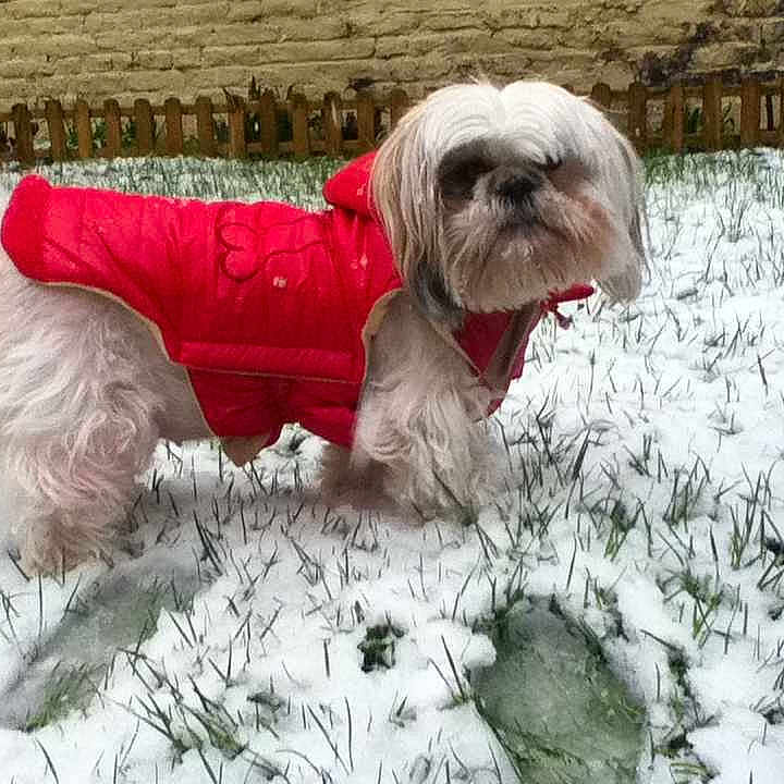 Chipie