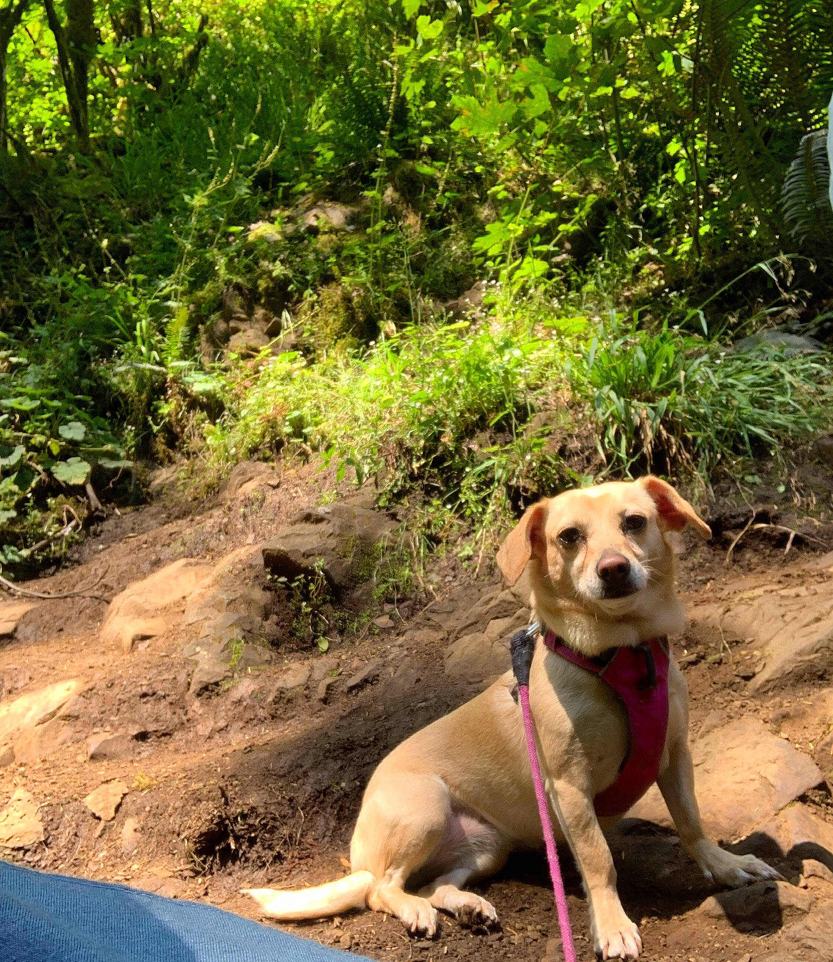 Leia joined the competition — help win amazing prizes! carnivore, collar, companion_dog, dog, dog_breed, dog_collar, fawn, forest, grass, gun_dog, leash, plant, retriever, snout, soil, sporting_group, tail, trail, tree, working_animal