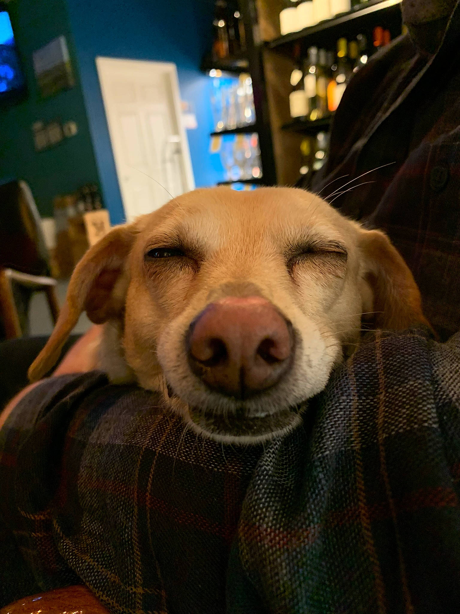 Leia joined the competition — help win amazing prizes! canidae, carnivore, comfort, companion_dog, dog, dog_breed, ear, fawn, fur, pattern, picture_frame, plaid, selfie, snout, sporting_group, tartan, television, terrestrial_animal, whiskers, working_animal