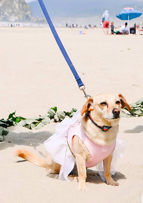 Leia joined the competition — help win amazing prizes! beach, carnivore, collar, companion_dog, dog, dog_breed, dog_collar, dog_supply, fashion_accessory, fawn, fun, happy, landscape, leash, people_on_beach, pet_supply, sand, sporting_group, travel, umbrella