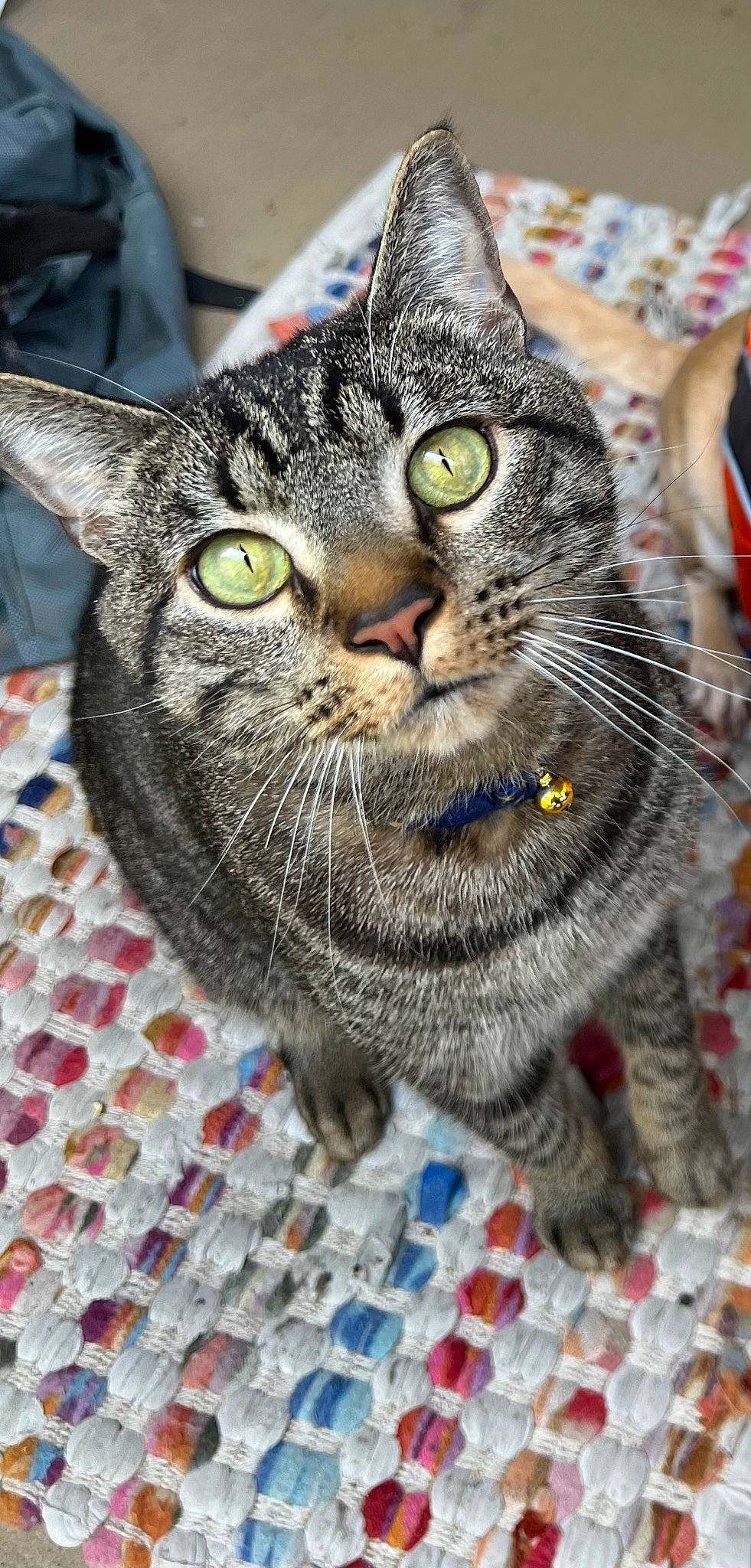 Benny is registered to the contest to win money with this photo: art, carnivore, cat, creative_arts, domestic_short_haired_cat, event, felidae, flooring, fur, grey, pattern, small_to_medium_sized_cats, snout, terrestrial_animal, whiskers, woven_fabric