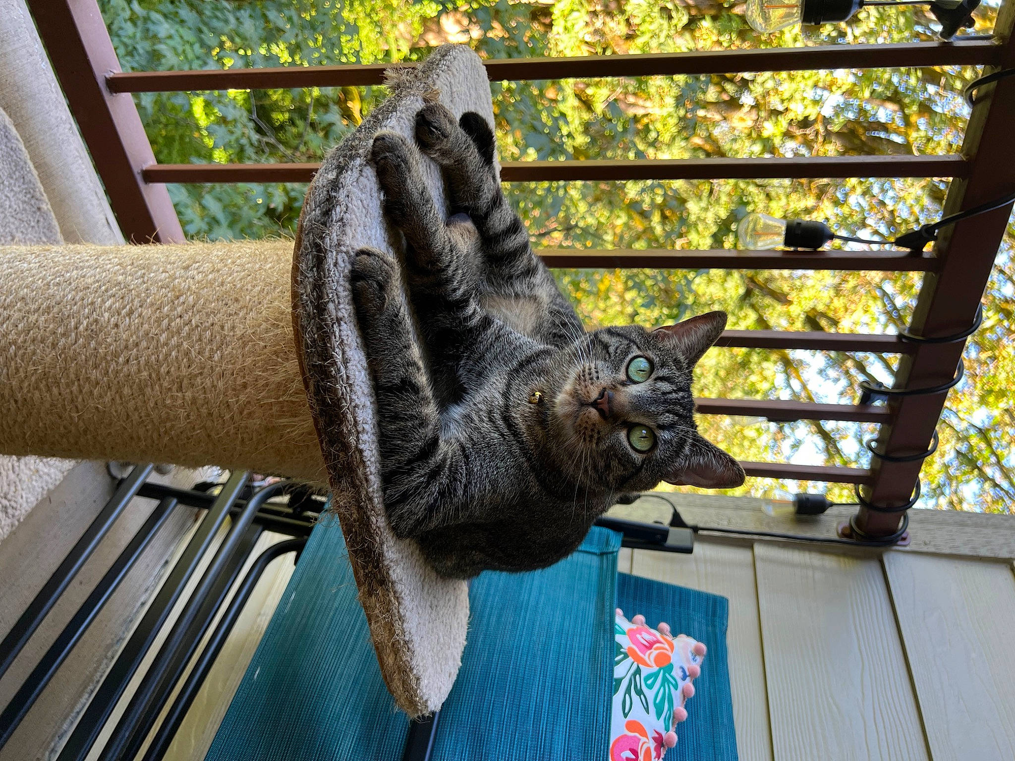 Benny joined the competition — help win amazing prizes! dress, fence, flag, fur, glove, grass, hat, human_leg, metal, pattern, plant, sleeve, tail, terrestrial_animal, thread, tree, wood, wool, woven_fabric