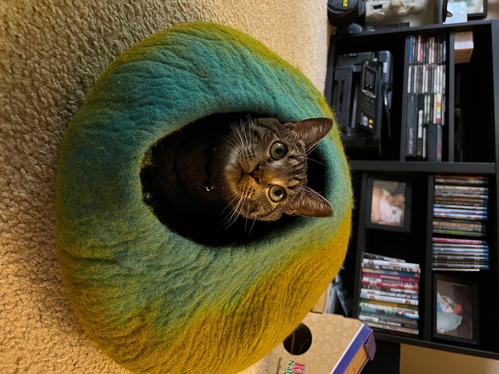 Benny is registered to the contest to win money with this photo: art, bookcase, carnivore, cat, domestic_short_haired_cat, fashion_accessory, felidae, fur, hat, headgear, publication, room, shelf, shelving, small_to_medium_sized_cats, tail, thread, visual_arts, whiskers, wool