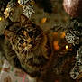 cat, tabby_cat, christmas_tree, holiday_lights, decorations, frosted_branches, indoor, pet, animal, curious, close_up, warm_lighting, soft_focus, festive, ornament, whiskers, fur, cute, holiday, cozy