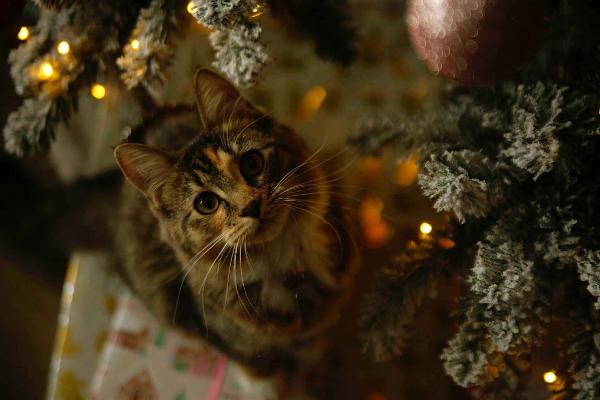 Meadow is registered to the contest to win money with this photo: cat, tabby_cat, christmas_tree, holiday_lights, decorations, frosted_branches, indoor, pet, animal, curious, close_up, warm_lighting, soft_focus, festive, ornament, whiskers, fur, cute, holiday, cozy