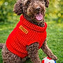 dog, curly_fur, red_sweater, spoiled_label, grass, soccer_ball, outdoor, happy, playful, pet, canine, tongue_out, sitting, fur, smiling, garden, daylight, cute, friendly, animal