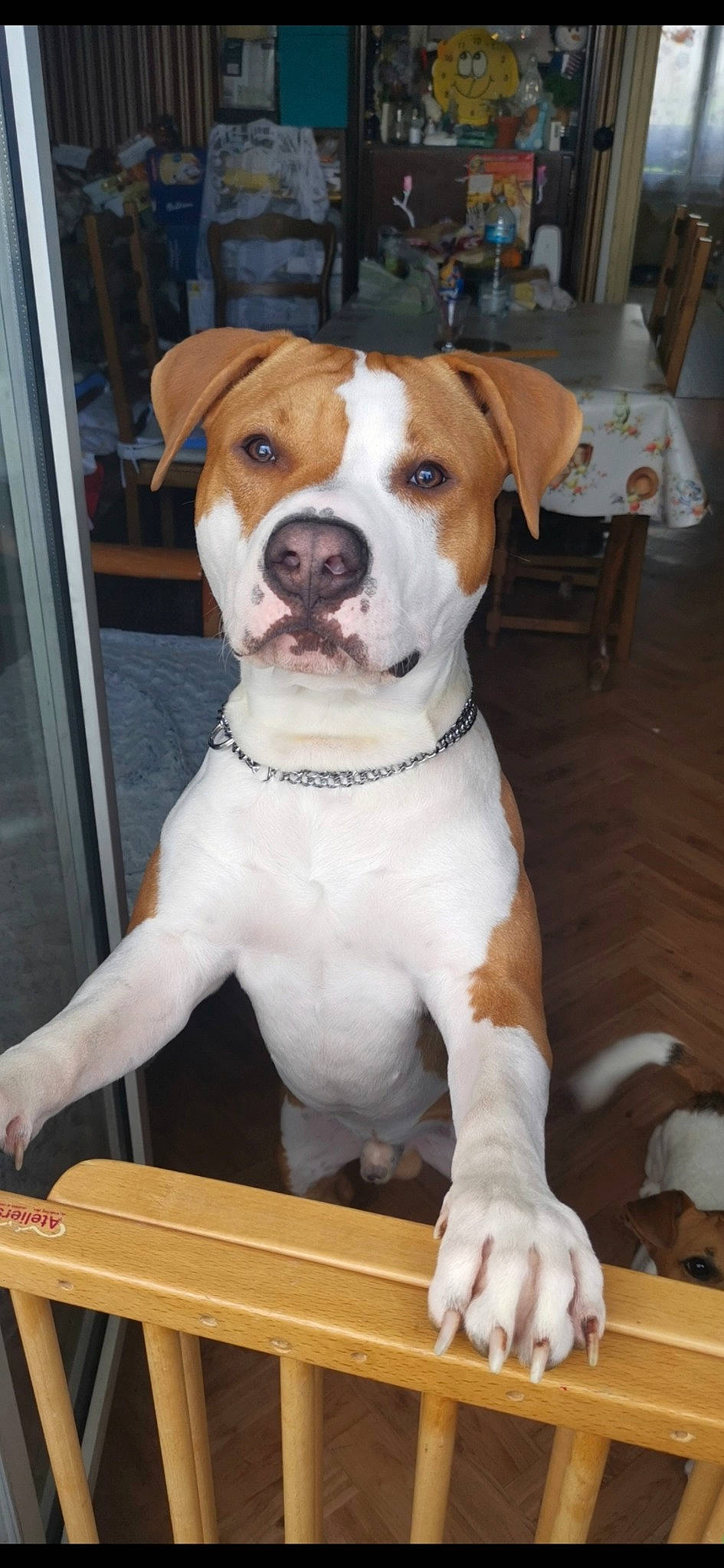 Aldo a rejoint le concours — aidez-le/la à gagner de superbes lots ! american_bulldog, american_pit_bull_terrier, american_staffordshire_terrier, canidae, carnivore, companion_dog, dog, dog_breed, fawn, mammal, non_sporting_group, pit_bull, rare_breed_dog, snout, valley_bulldog, vertebrate