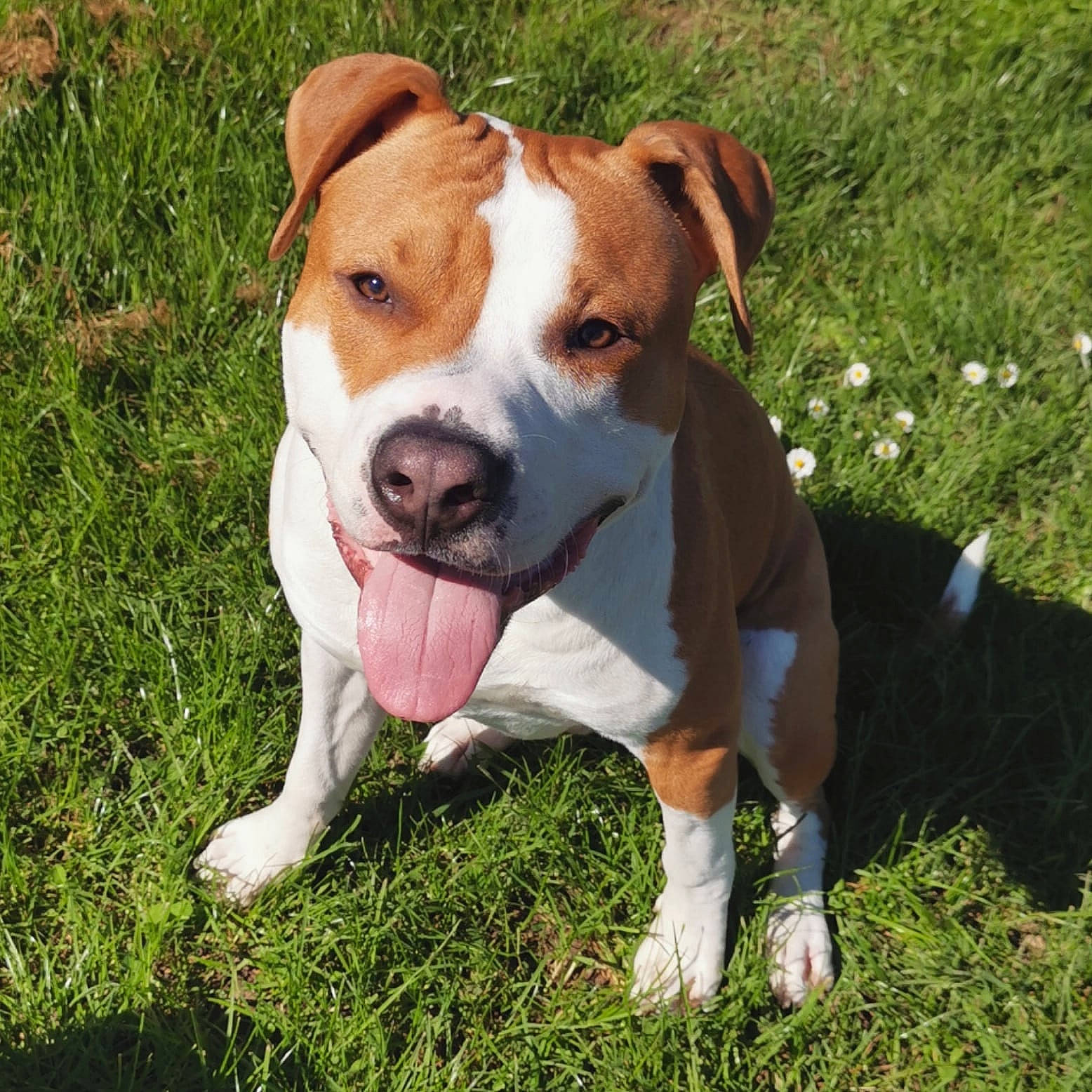 Aldo a rejoint le concours — aidez-le/la à gagner de superbes lots ! american_bulldog, american_pit_bull_terrier, american_staffordshire_terrier, australian_bulldog, canidae, carnivore, companion_dog, dog, dog_breed, fawn, grass, mammal, non_sporting_group, nose, pit_bull, rare_breed_dog, sporting_group, staffordshire_bull_terrier, terrier, vertebrate
