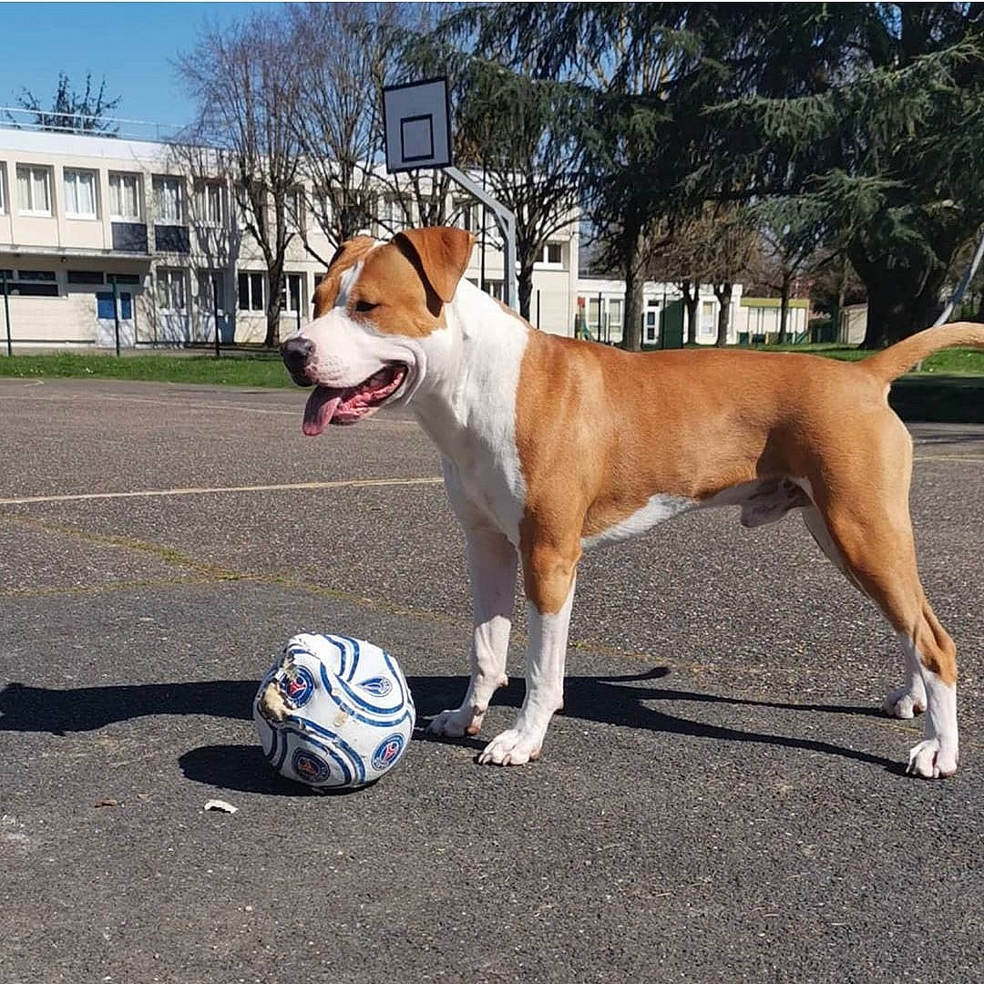 Aldo participe au concours pour gagner de l'argent avec cette photo : american_bulldog, american_staffordshire_terrier, canidae, carnivore, collar, companion_dog, dog, dog_breed, dog_collar, fawn, mammal, non_sporting_group, rare_breed_dog, snout, sporting_group, vertebrate, working_dog