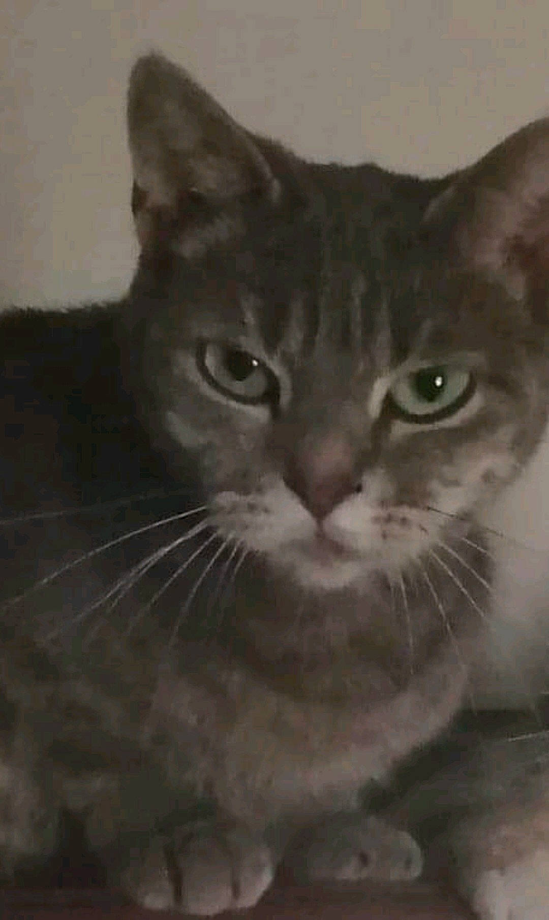 Chippie a rejoint le concours — aidez-le/la à gagner de superbes lots ! carnivore, cat, domestic_short_haired_cat, felidae, fur, monochrome, monochrome_photography, paw, small_to_medium_sized_cats, terrestrial_animal, whiskers, window