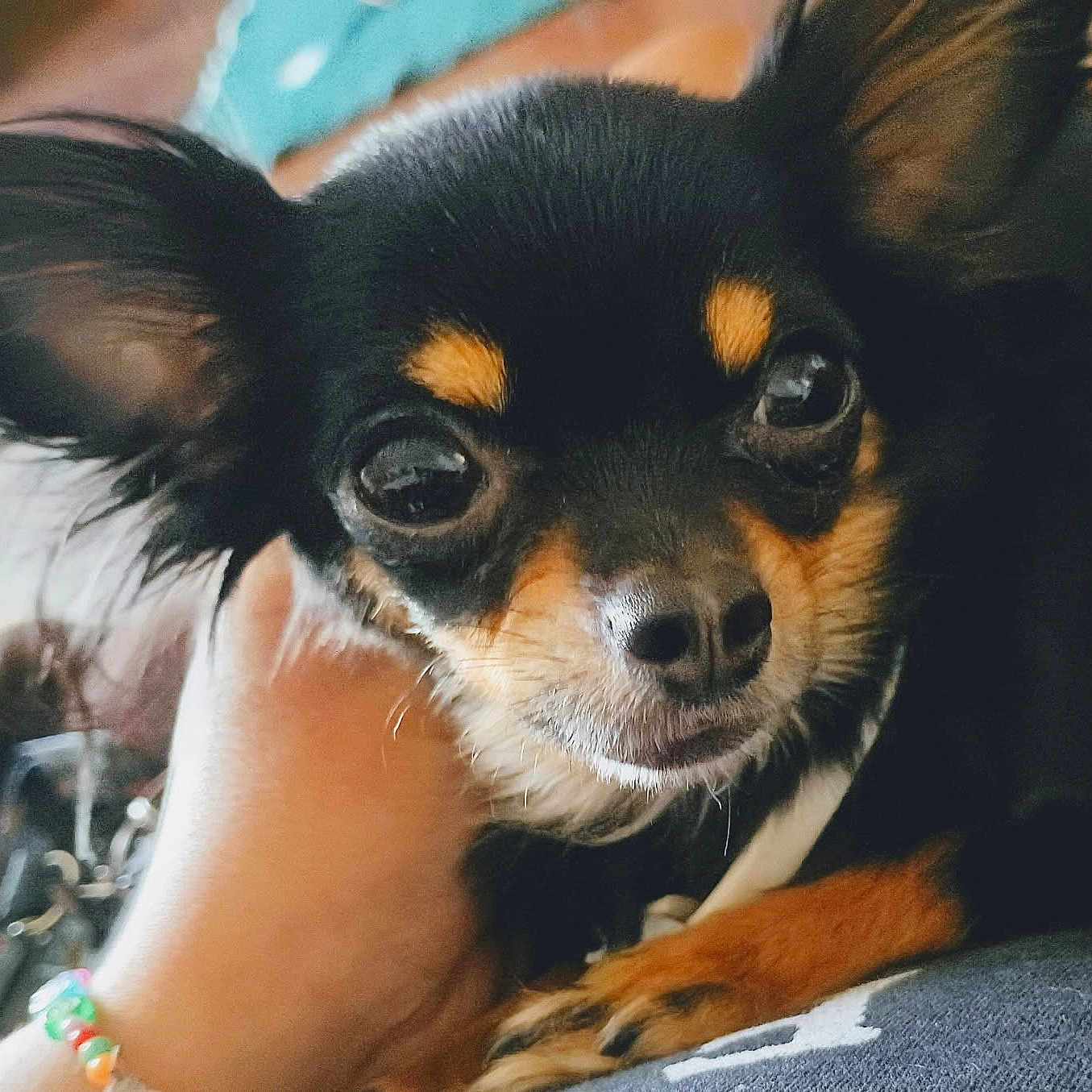 Coco joined the competition — help win amazing prizes! dog, chihuahua, close_up, pet, animal, black_and_tan, paw, hand, bracelet, cute, small_dog, fur, ears, nose, eyes, portrait, indoors, blurred_background, snout, domestic_animal
