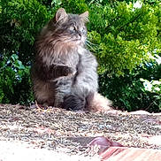 Chouchou a rejoint le concours — aidez-le/la à gagner de superbes lots ! cat, gray_cat, fluffy, outdoor, nature, greenery, foliage, roof, sunlight, daylight, animal, pet, looking_away, sitting, wildlife, mammal, fur, peaceful, calm, closeup