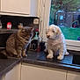 Chouchou participe au concours pour gagner de l'argent avec cette photo : cat, dog, kitchen, countertop, window, household_items, curious, pet, indoor, domestic, furniture, white_dog, gray_cat, sink, soap_dispenser, greenery, curtains, cabinet, tile_floor, daylight