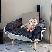 Lucky participe au concours pour gagner de l'argent avec cette photo : dog, white_dog, armchair, blanket, toy_ball, living_room, tile_floor, painting, wall, furniture, cozy, pet, indoor, relaxed, home, comfort, seat, blanket_draped, decor, quiet