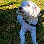 dog, white_dog, grass, outdoor, sunlight, pet, canine, fur, nature, animal, leisure, portrait, daylight, collar, mammal, laying_down, close_up, garden, summer, relaxed