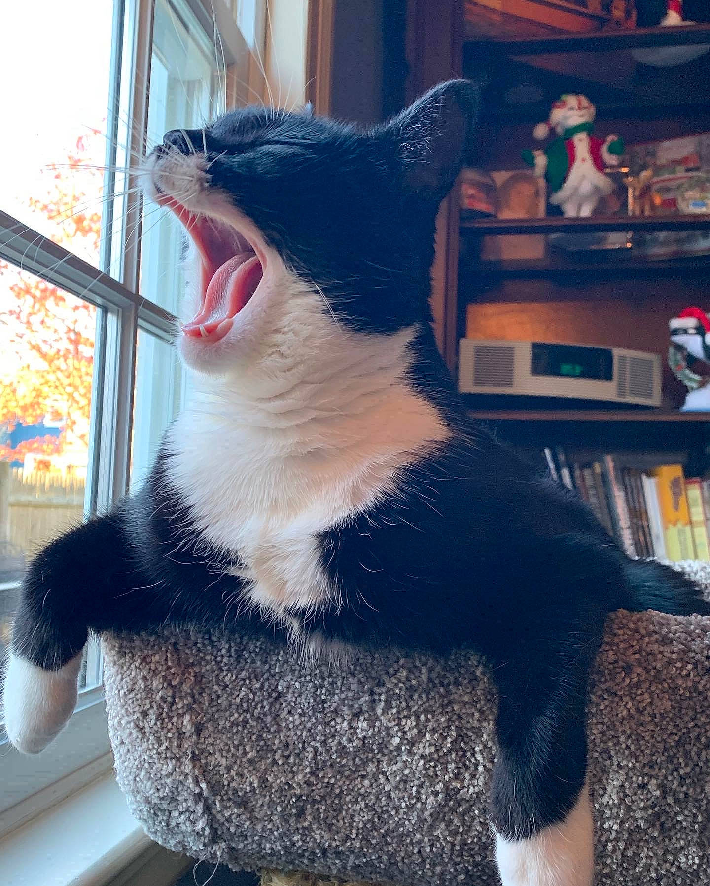 Julio joined the competition — help win amazing prizes! black_cat, carmine, carnivore, cat, comfort, companion_dog, domestic_short_haired_cat, felidae, foot, fur, grey, paw, photo_caption, shelf, sitting, small_to_medium_sized_cats, snout, tail, whiskers, window