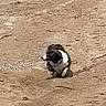 dog, black_and_white, lying_down, sand, outdoor, animal, pet, nature, earth, texture, canine, looking, quiet, resting, daylight, collar, ground, alone, side_view, calm