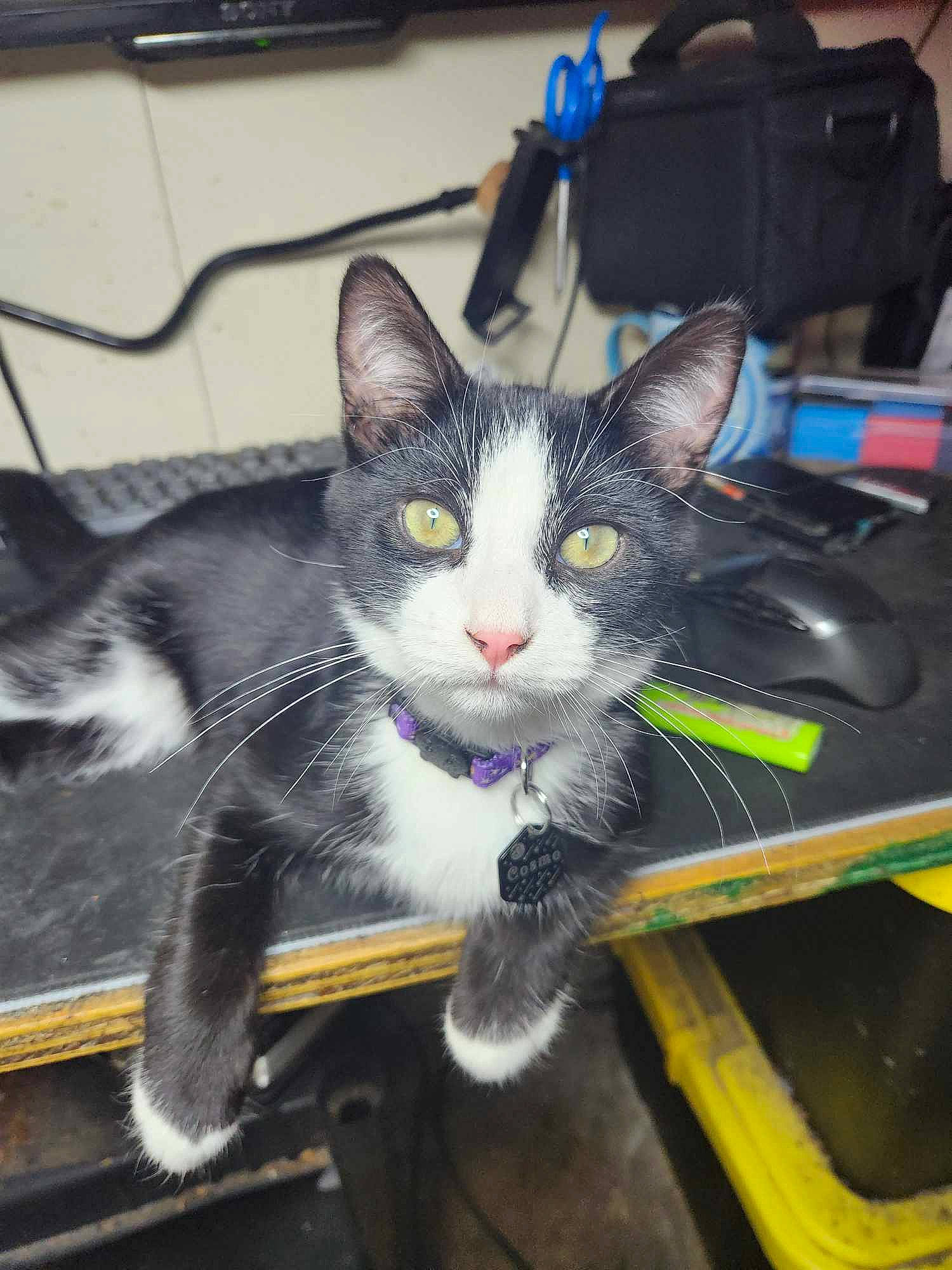 Cosmo is registered to the contest to win money with this photo: auto_part, bag, box, carnivore, cat, domestic_short_haired_cat, felidae, fur, input_device, luggage_and_bags, paw, peripheral, small_to_medium_sized_cats, tail, whiskers