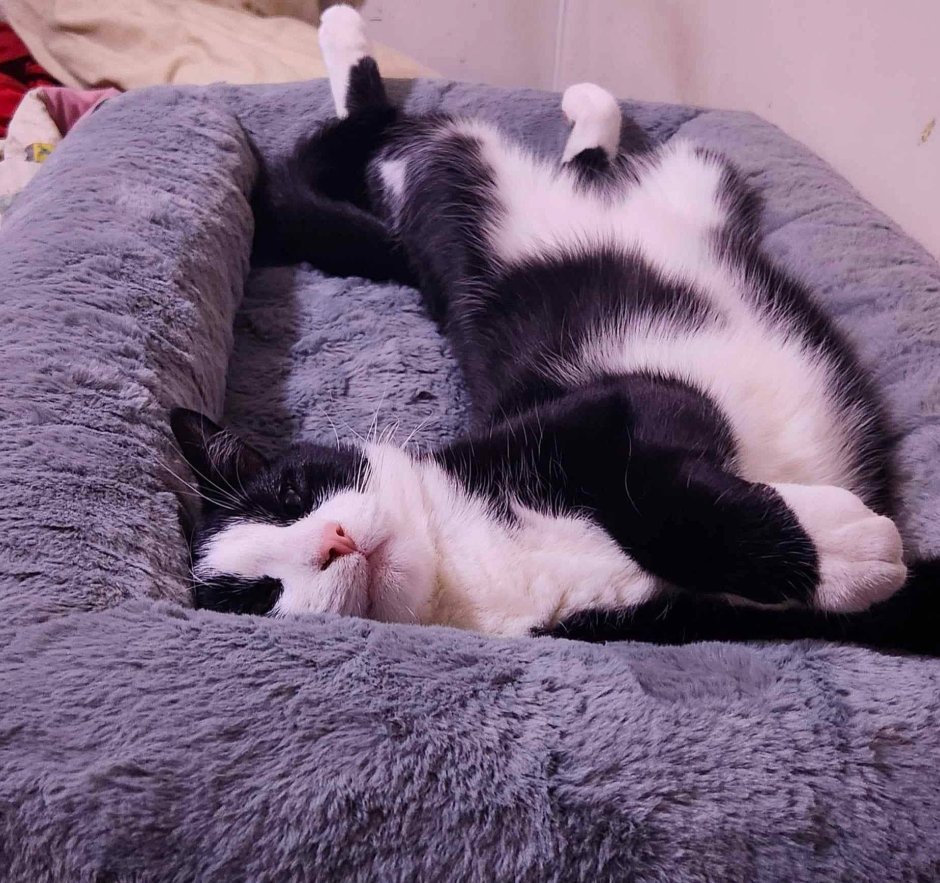 Cosmo is registered to the contest to win money with this photo: carnivore, cat, claw, comfort, dog_breed, domestic_short_haired_cat, felidae, fur, grey, linens, nap, paw, sleep, small_to_medium_sized_cats, snout, tail, terrestrial_animal, whiskers