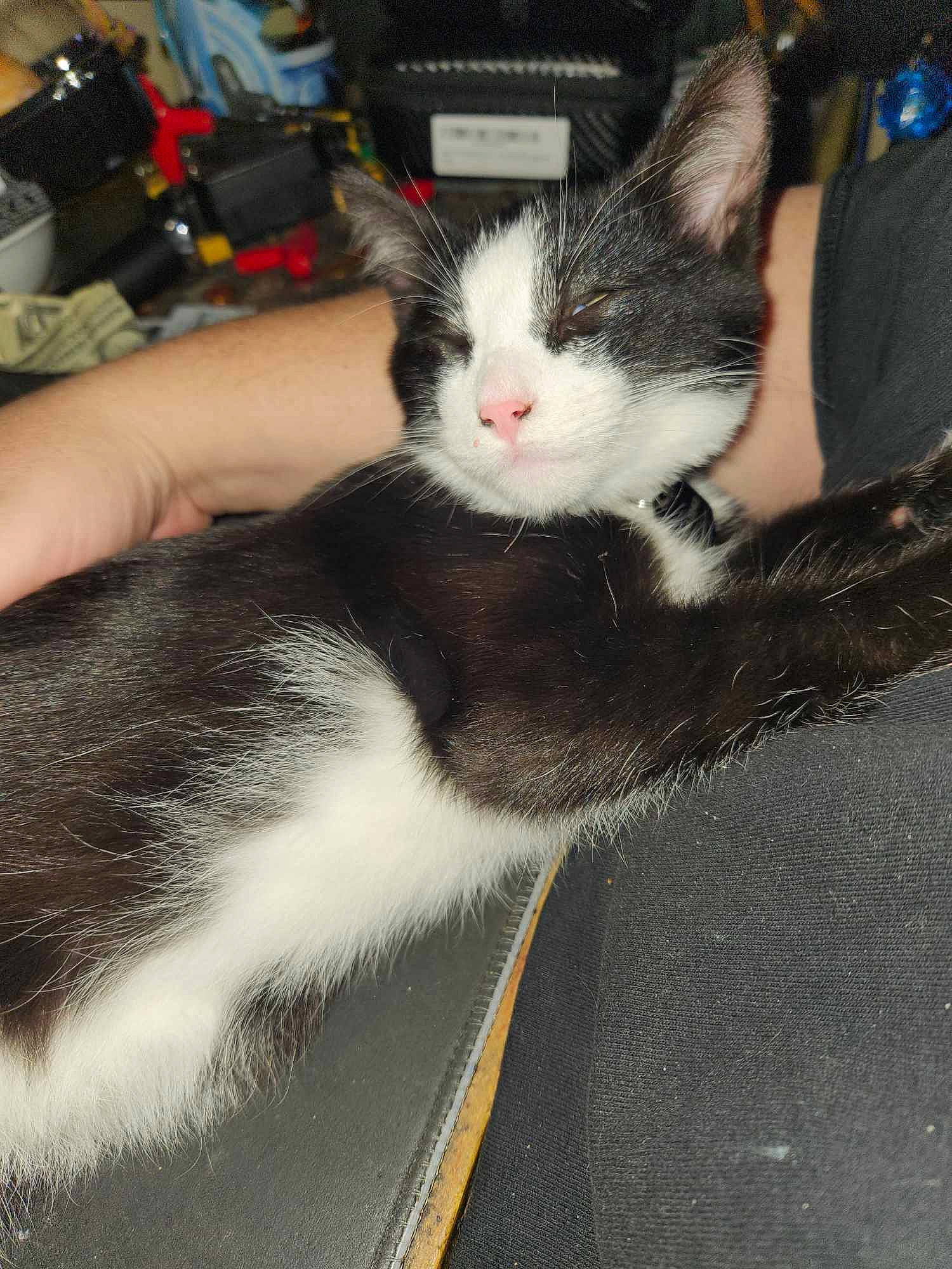 Cosmo joined the competition — help win amazing prizes! box, carnivore, cat, claw, comfort, domestic_short_haired_cat, eye, felidae, formal_wear, fur, gesture, iris, lap, mammal, nail, paw, small_to_medium_sized_cats, tail, vertebrate, whiskers