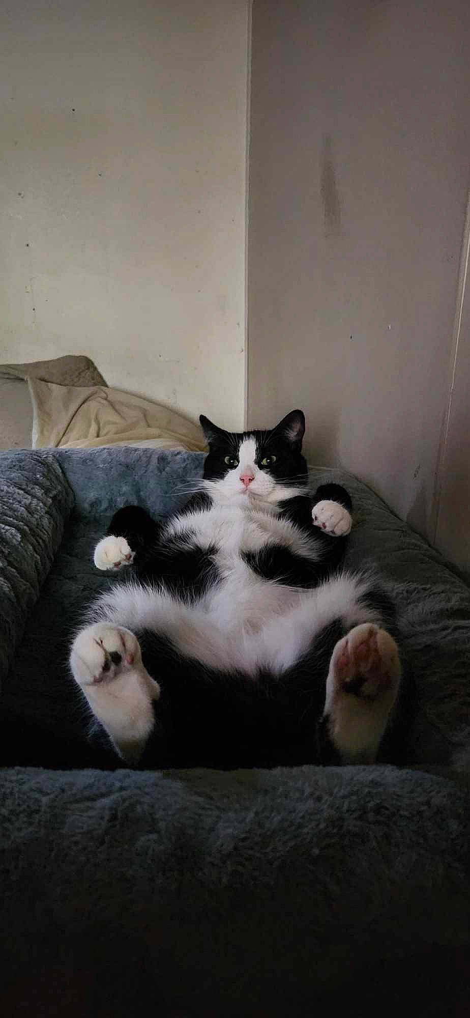 Cosmo joined the competition — help win amazing prizes! carnivore, cat, comfort, domestic_short_haired_cat, felidae, fur, grey, hardwood, paw, room, sitting, small_to_medium_sized_cats, snout, tail, whiskers, wood