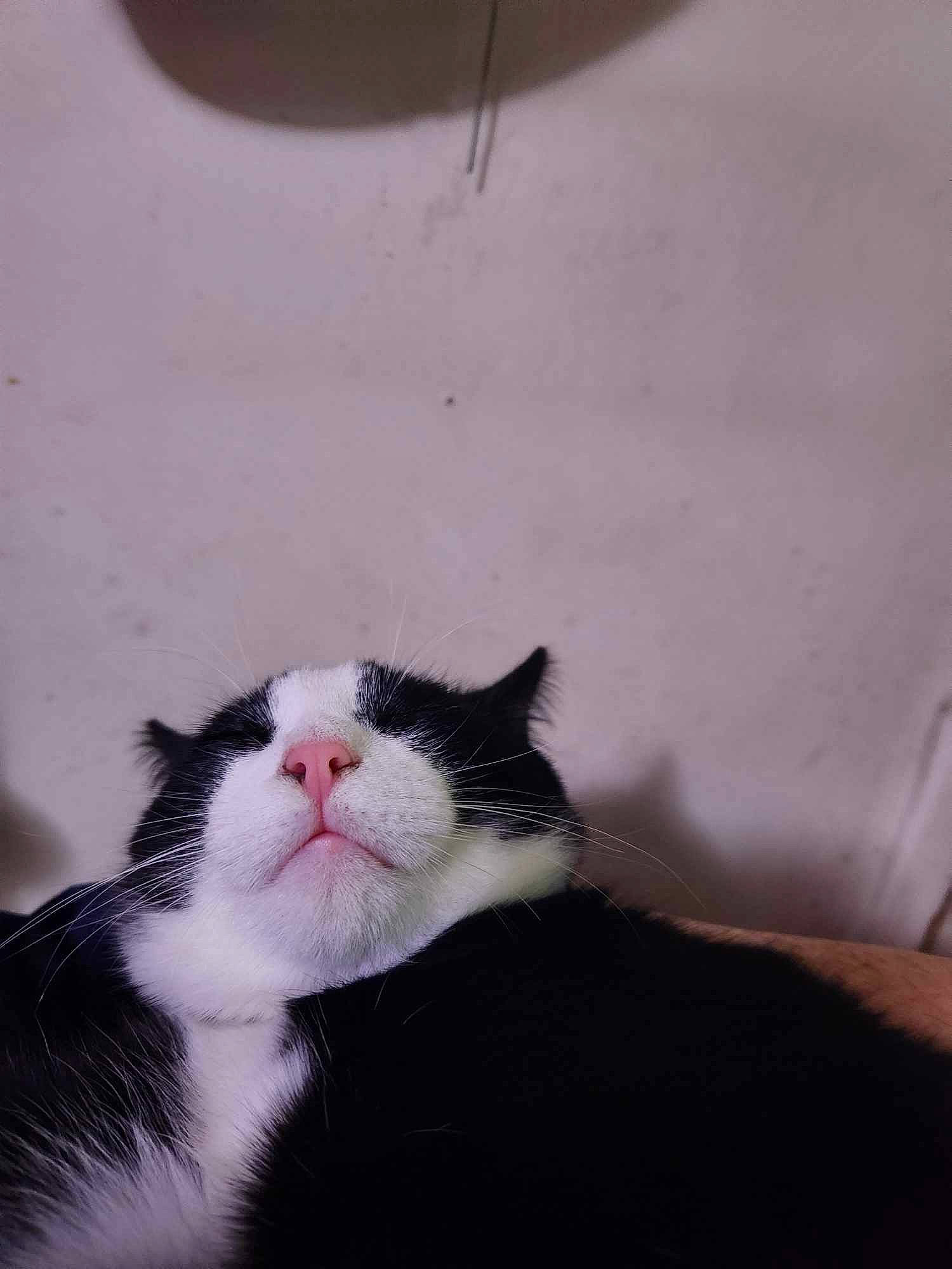 Cosmo is registered to the contest to win money with this photo: carnivore, cat, comfort, domestic_short_haired_cat, felidae, fur, paw, plant, small_to_medium_sized_cats, snout, tail, terrestrial_animal, tree, whiskers, window