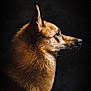 Loky a rejoint le concours — aidez-le/la à gagner de superbes lots ! dog, side_profile, fur, portrait, animal, pet, canine, brown_fur, closeup, looking_away, dark_background, moody_lighting, serene, thoughtful, whiskers, ears, muzzle, nostrils, profile_view, animal_portrait