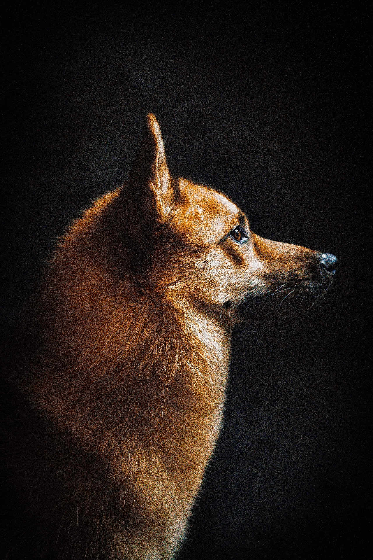 Loky