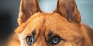 Loky participe au concours pour gagner de l'argent avec cette photo : dog, close_up, portrait, resting, ears, fur, brown, animal, pet, indoors, expression, soft_focus, background_blur, canine, looking, face, paw, quiet, calm, domestic