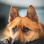 dog, close_up, portrait, resting, ears, fur, brown, animal, pet, indoors, expression, soft_focus, background_blur, canine, looking, face, paw, quiet, calm, domestic