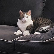 George is registered to the contest to win money with this photo: animal, cat, couch, cozy, cute, domestic, ears, feline, fur, indoor, living_room, looking, pet, relaxed, resting, seated, tabby, tail, whiskers, white_paws