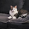 animal, cat, couch, cozy, cute, domestic, ears, feline, fur, indoor, living_room, looking, pet, relaxed, resting, seated, tabby, tail, whiskers, white_paws