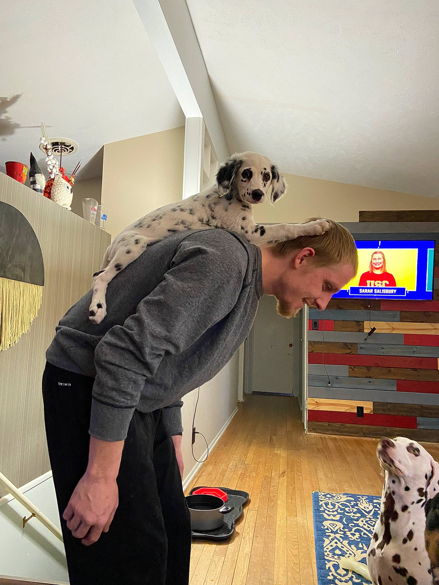 Millie joined the competition — help win amazing prizes! art, automotive_design, bag, ceiling, dalmatian, event, eyewear, fashion_design, flooring, home_appliance, interior_design, joint, luggage_and_bags, personal_protective_equipment, room, shoe, shoulder, t_shirt, television, visual_arts