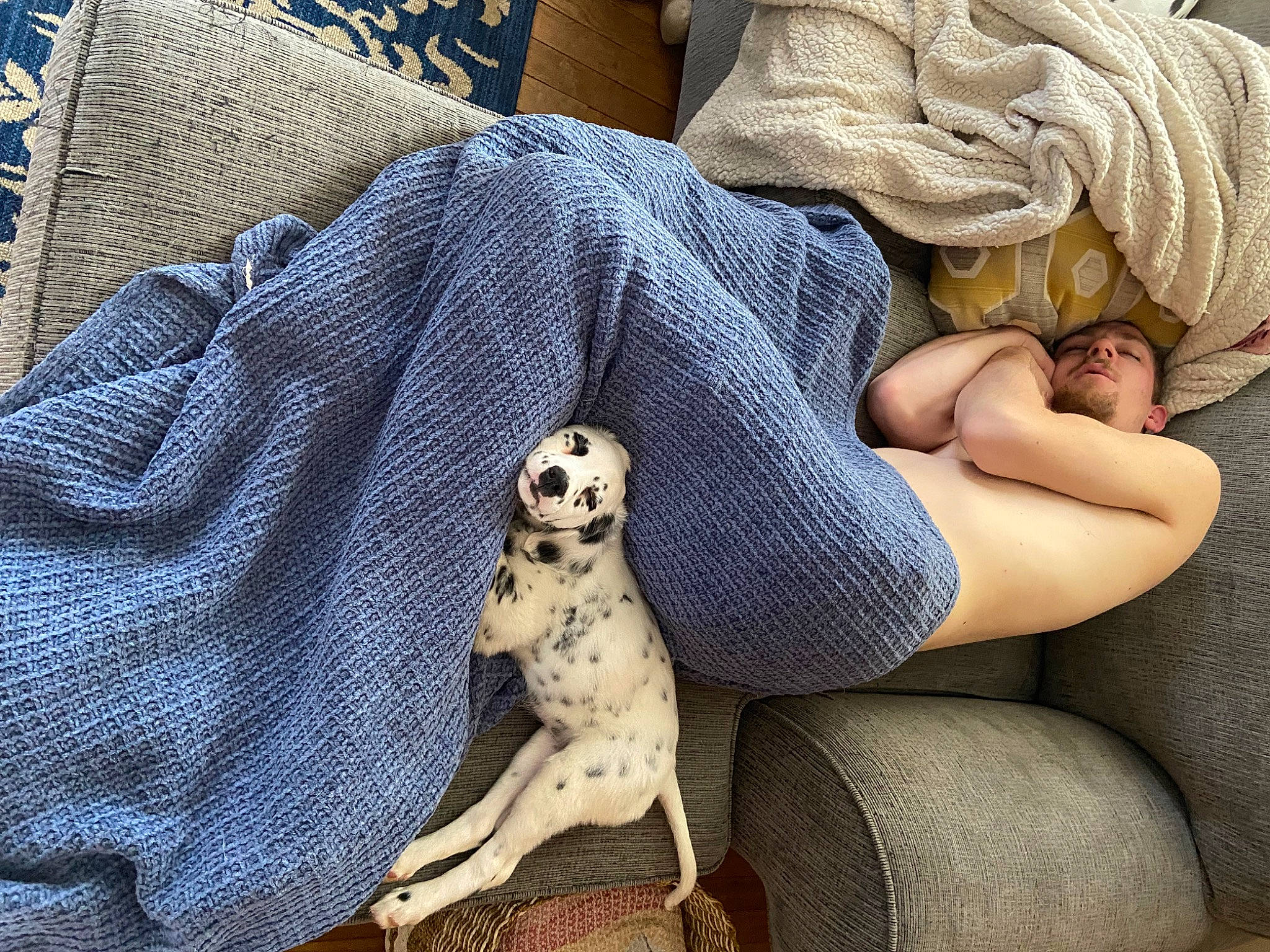Millie is registered to the contest to win money with this photo: carnivore, comfort, companion_dog, couch, dalmatian, dog, dog_breed, dress, eyewear, fawn, foot, hand, human_leg, knee, leg, nail, pattern, snout, sunglasses, thigh