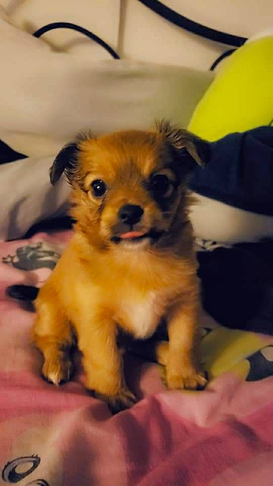 Crystal joined the competition — help win amazing prizes! border_terrier, canidae, carnivore, companion_dog, dog, dog_breed, dog_clothes, fawn, fur, non_sporting_group, paw, pomeranian, puppy_love, small_terrier, snout, sporting_group, terrier, toy_dog, whiskers, working_animal