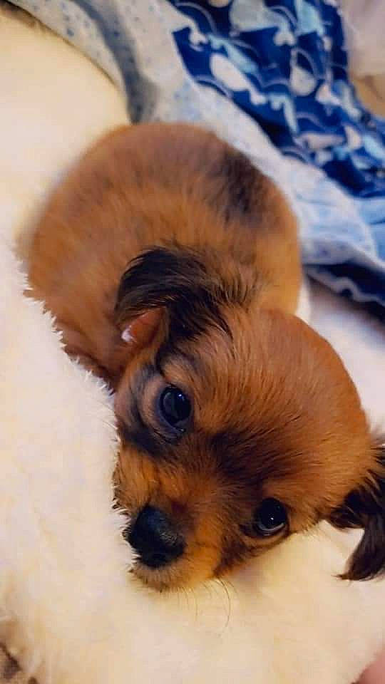 Crystal joined the competition — help win amazing prizes! canidae, carnivore, companion_dog, corgi_chihuahua, dog, dog_breed, ear, fawn, fur, liver, maltepoo, non_sporting_group, paw, puppy_love, sporting_group, terrestrial_animal, terrier, toy_dog, whiskers, working_animal