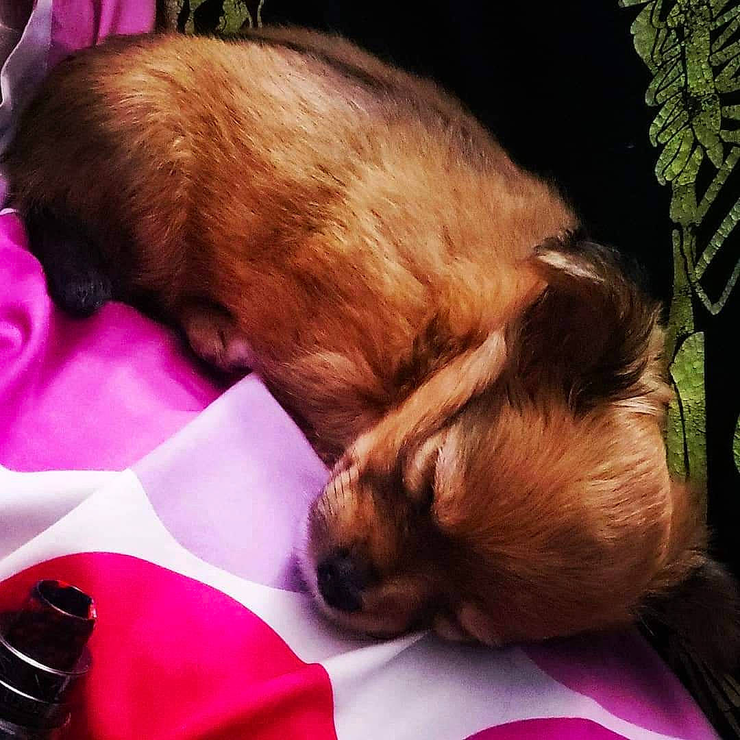 Crystal is registered to the contest to win money with this photo: bedtime, canidae, carmine, carnivore, comfort, companion_dog, dog, dog_breed, ear, fawn, fur, liver, magenta, nap, paw, sleep, snout, sporting_group, whiskers, working_animal