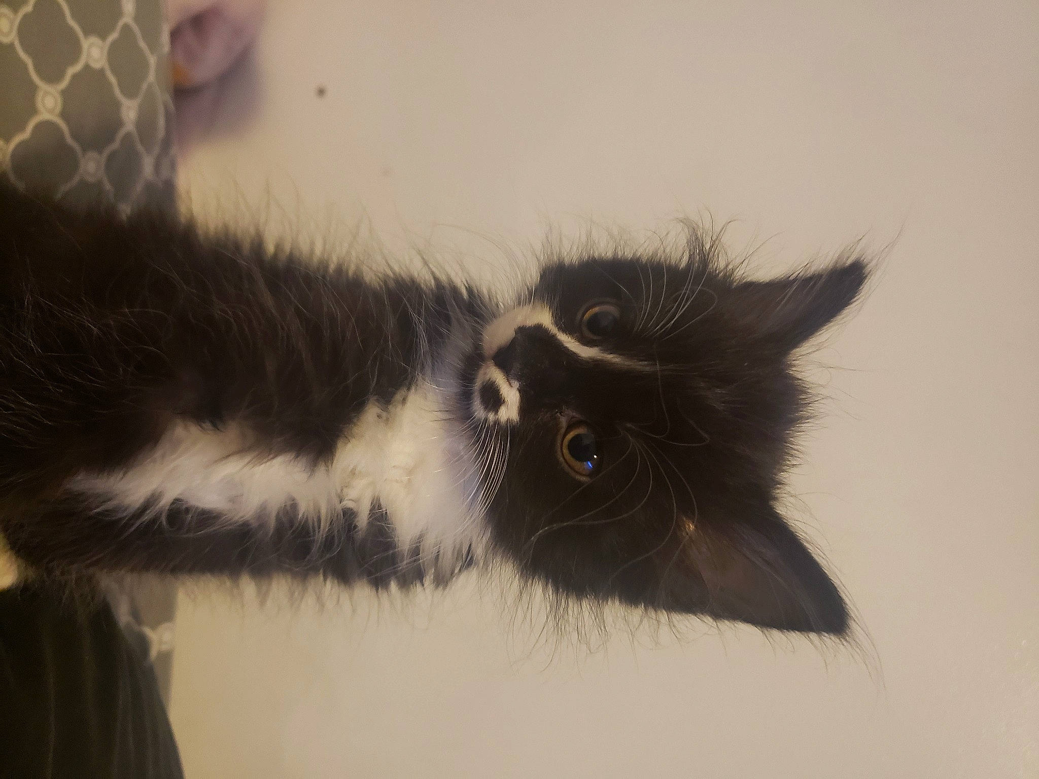 Bosco joined the competition — help win amazing prizes! black_cat, carnivore, cat, claw, domestic_short_haired_cat, felidae, fur, grey, monochrome_photography, paw, small_to_medium_sized_cats, snout, tail, terrestrial_animal, whiskers