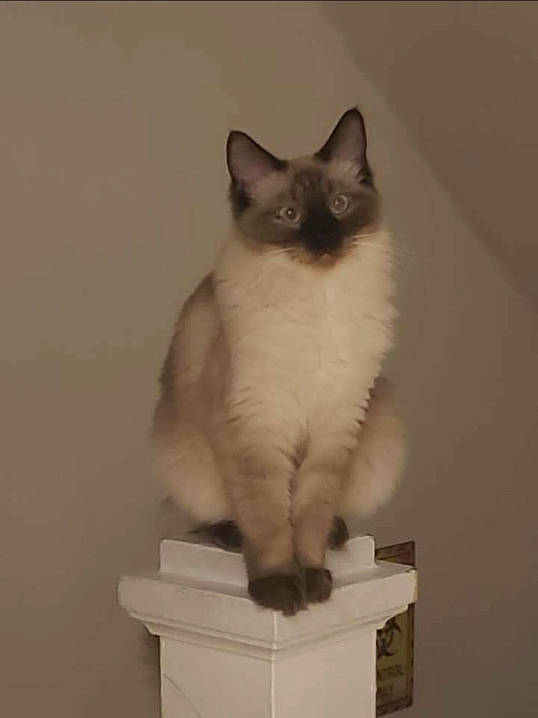 Alaska is registered to the contest to win money with this photo: box, carnivore, cat, domestic_short_haired_cat, door, fawn, felidae, flooring, fur, paw, pedestal, siamese, sitting, small_to_medium_sized_cats, snout, tail, thai, whiskers, window, wood