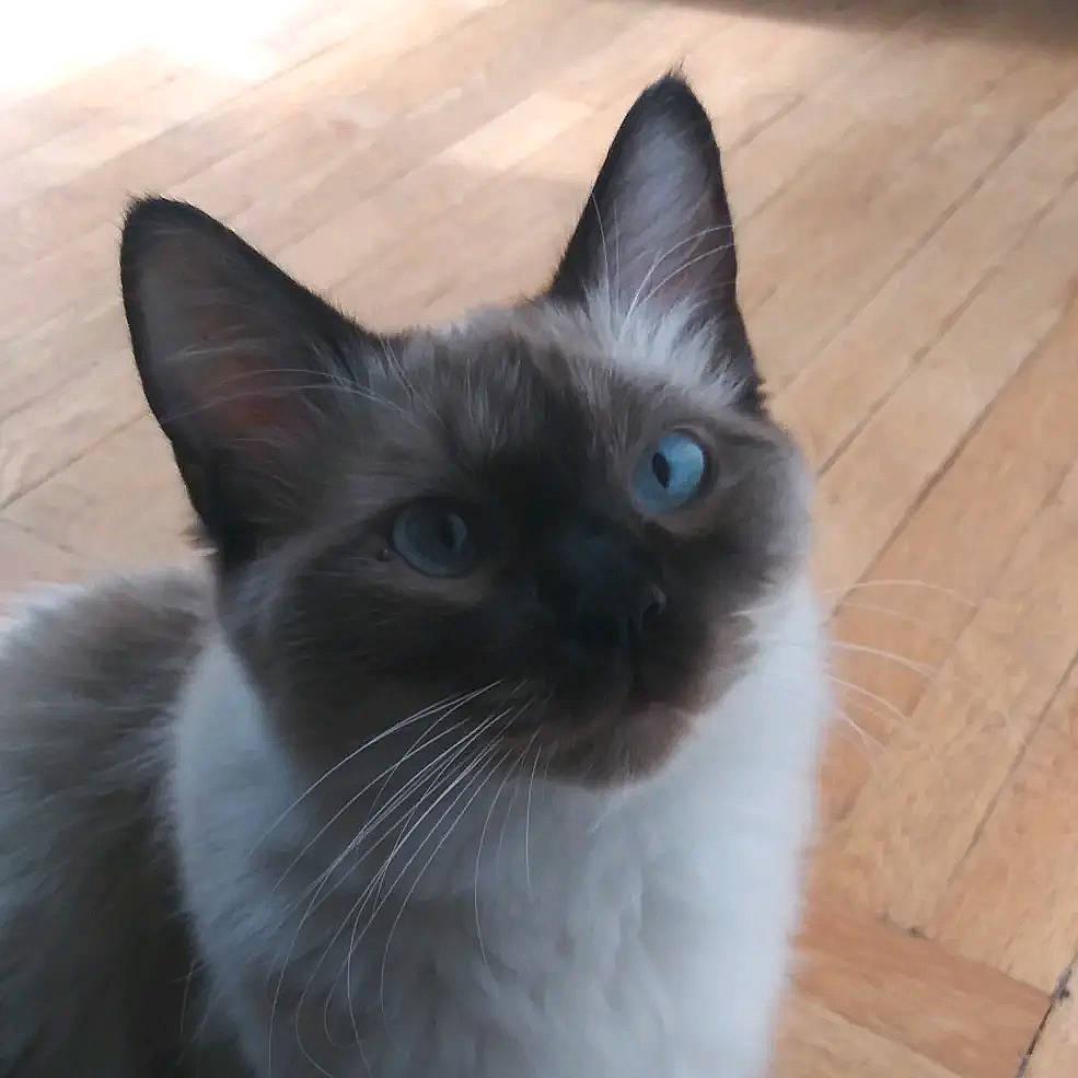 Alaska joined the competition — help win amazing prizes! building_material, carnivore, cat, domestic_short_haired_cat, electric_blue, felidae, flooring, fur, hardwood, iris, siamese, small_to_medium_sized_cats, snout, tail, tile_flooring, varnish, whiskers, wood, wood_flooring, wood_stain