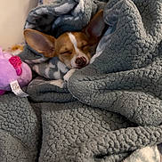 Toothless joined the competition — help win amazing prizes! animal, bed, blanket, cozy, cute, dog, ears, fur, indoor, nose, pillow, pink, plush, relaxed, resting, sleeping, small_dog, snout, soft, toy