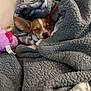 animal, bed, blanket, cozy, cute, dog, ears, fur, indoor, nose, pillow, pink, plush, relaxed, resting, sleeping, small_dog, snout, soft, toy