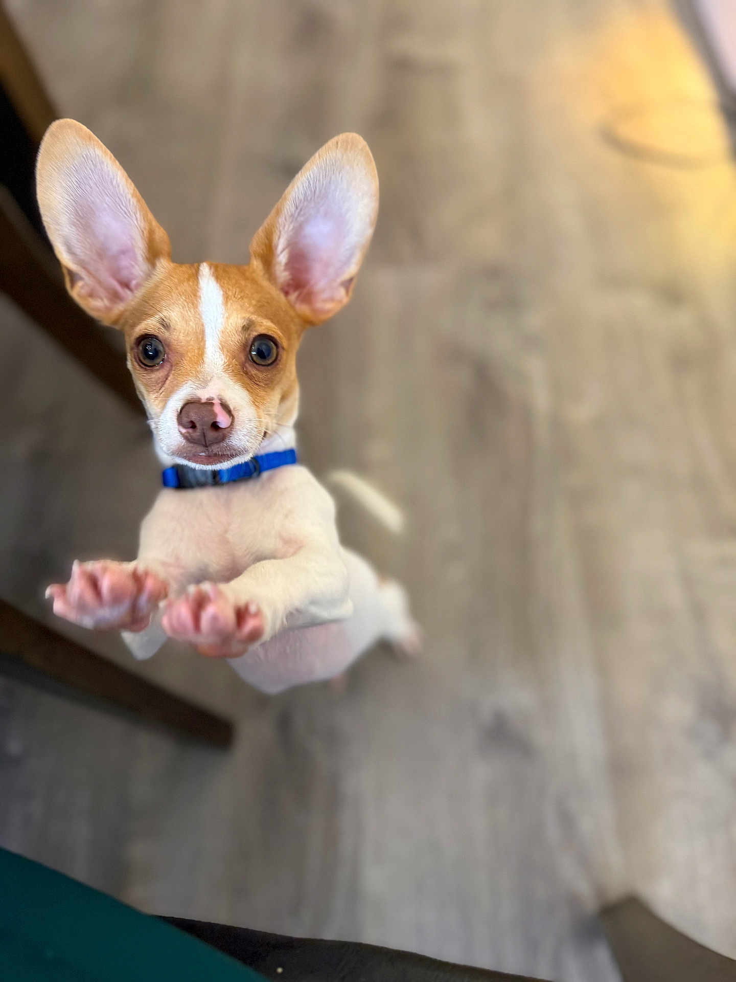 Toothless joined the competition — help win amazing prizes! animal, big_ears, blue_collar, brown_and_white, close_up, cute, dog, domestic_animal, focus, hind_legs, indoor, looking_up, paws, pet, playful, puppy, small_dog, standing, wooden_floor, young_dog