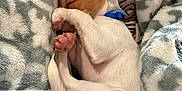 Toothless is registered to the contest to win money with this photo: animal, blanket, brown_and_white, collar, cozy, cute, dog, fur, indoors, napping, patterned_blanket, paw, peaceful, pet, relaxation, rest, sleeping, small_dog, snuggling, soft_texture