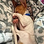 animal, blanket, brown_and_white, collar, cozy, cute, dog, fur, indoors, napping, patterned_blanket, paw, peaceful, pet, relaxation, rest, sleeping, small_dog, snuggling, soft_texture