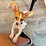 Toothless joined the competition — help win amazing prizes! animal, black_shoe, brown_and_white, chair_leg, collar, curious, cute, dog, ears, indoor, legs, looking_up, paws, person, pet, puppy, shoe, small_dog, standing, wooden_floor