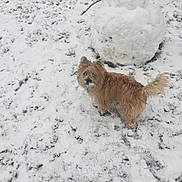 Oliver participe au concours pour gagner de l'argent avec cette photo : cairn_terrier, canidae, carnivore, cockapoo, dog, dog_breed, fawn, glen_of_imaal_terrier, havanese, lhasa_apso, norfolk_terrier, norwich_terrier, snow, tail, terrier, winter