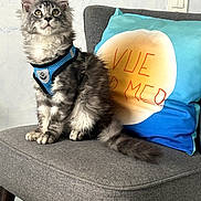 Symba participe au concours pour gagner de l'argent avec cette photo : cat, feline, pet, animal, gray_chair, blue_harness, fluffy, sitting, indoor, pillow, text_on_pillow, cute, whiskers, alert, ears_up, tail, fur, domestic_animal, house, cushion