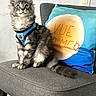 cat, feline, pet, animal, gray_chair, blue_harness, fluffy, sitting, indoor, pillow, text_on_pillow, cute, whiskers, alert, ears_up, tail, fur, domestic_animal, house, cushion